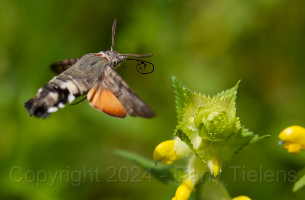 Kolibrievlinder 207.jpg